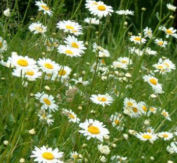 Oxeye Daisy