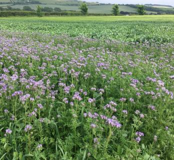 Cover Crops 