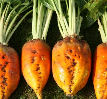 Fodder Beets