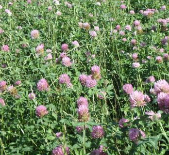 Organic Red Clover