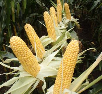 Maize