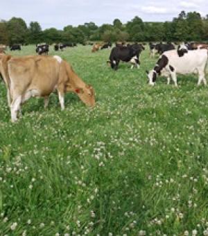 Add the Growers Guidelines from the Technical Content