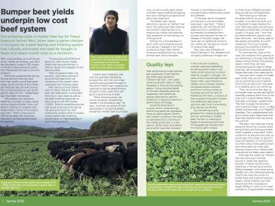 In-Field-Focus Beet Grazing For Beef