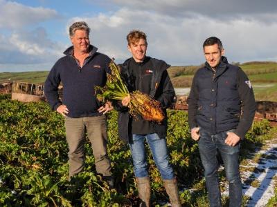 Grazing Fodder Beet as high quality winter feed group shot of farmer standing in a field holding fodder beet