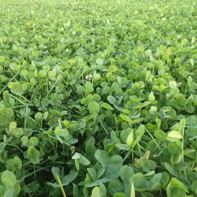 Green Manure 