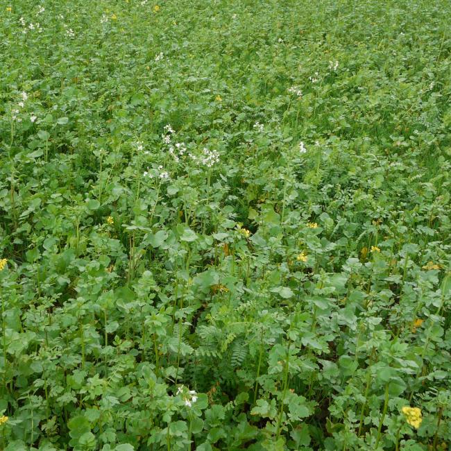 Green Manure Soil Buster