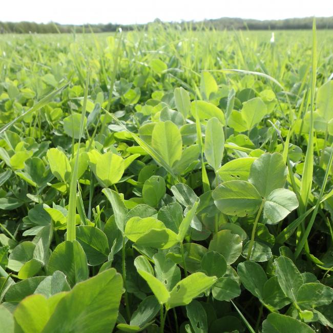 AB15 Stewardship Two Year Legume Fallow Options