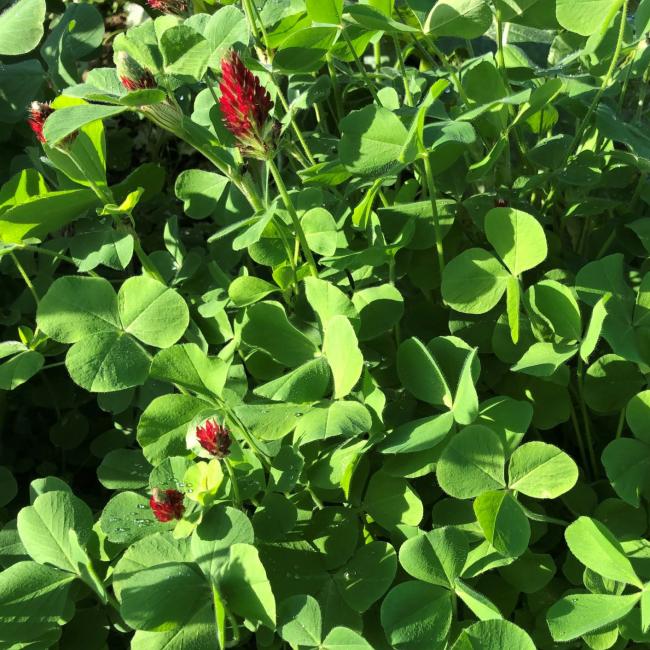 Crimson Clover - Field Options