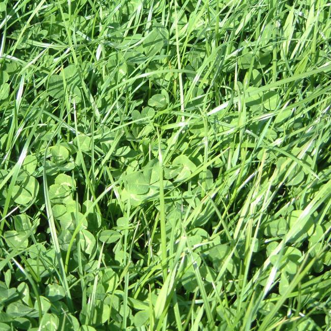 Easy Graze Grass Mixture