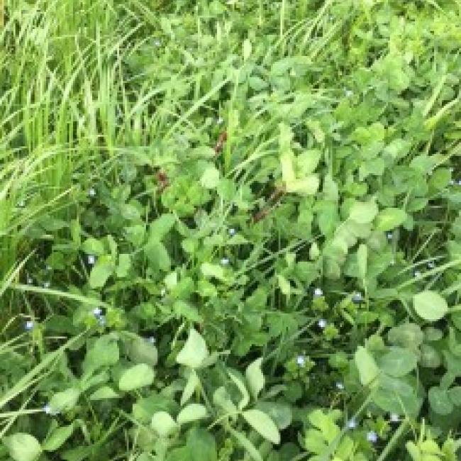 Eco Legume Break