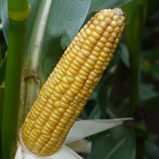 Emblem Maize from Field Options