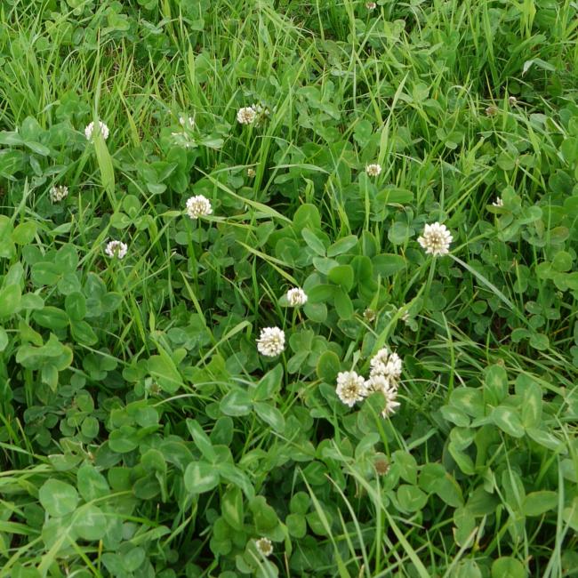 Endurance grass mixture