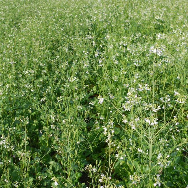 Mega-Root Fodder Radish Mix