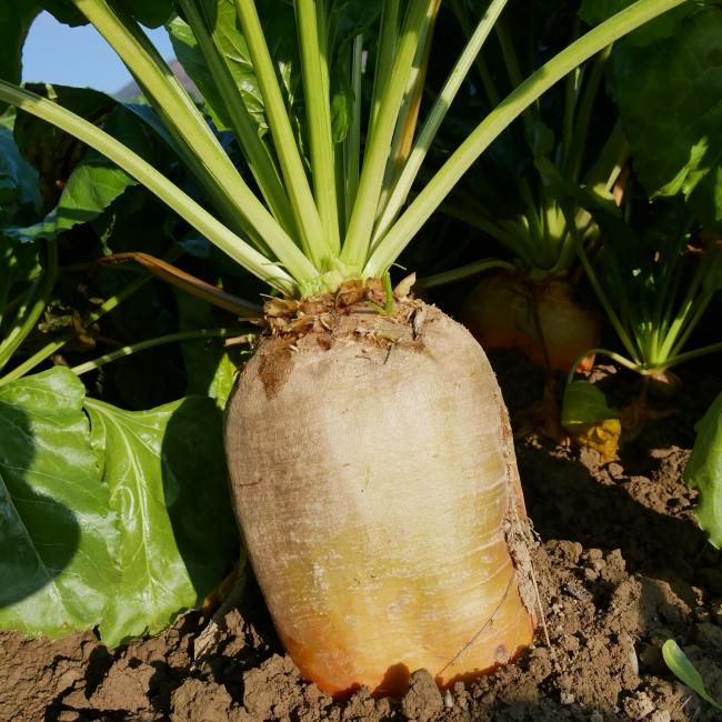 Geronimo Fodder Beet