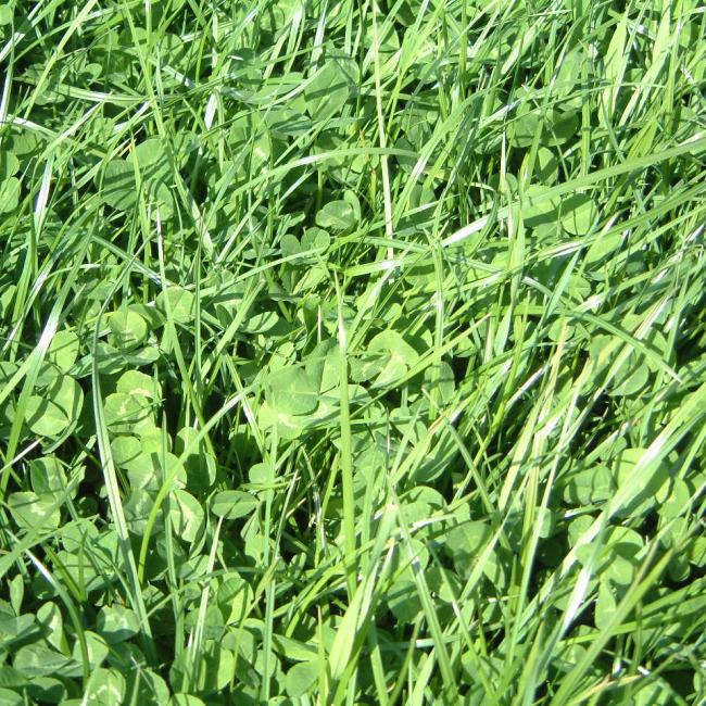 Grassmaster Grass Mixture