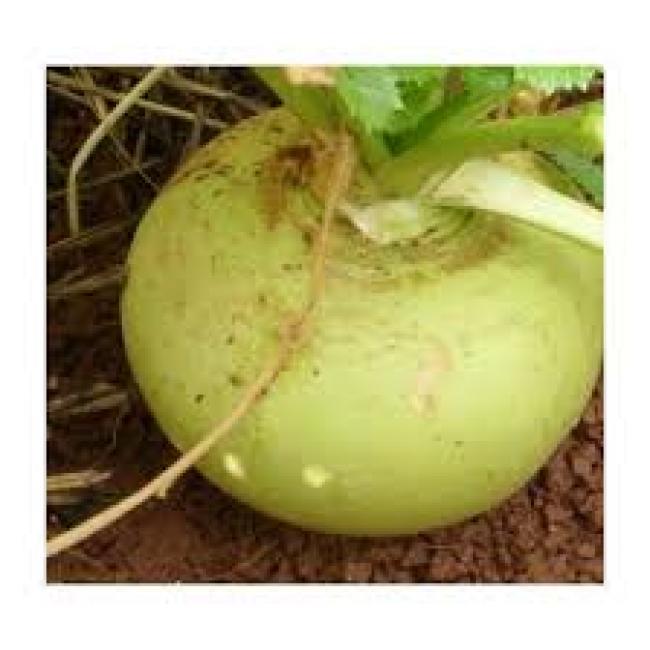 Green Globe Turnip