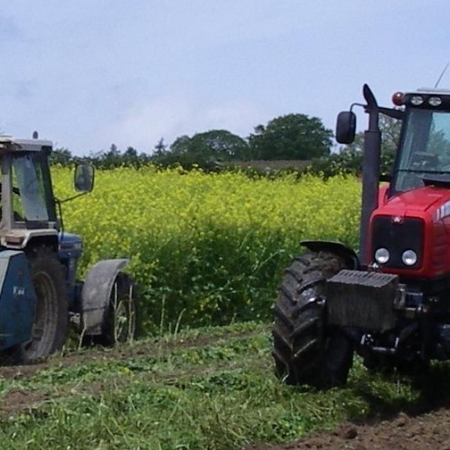 Green Manure Caliante 199 Mustard