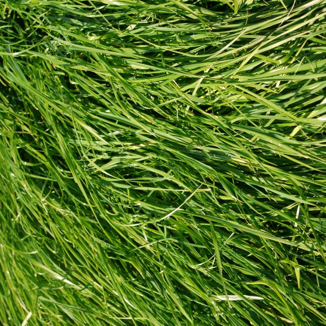 Green Manure Ryegrass