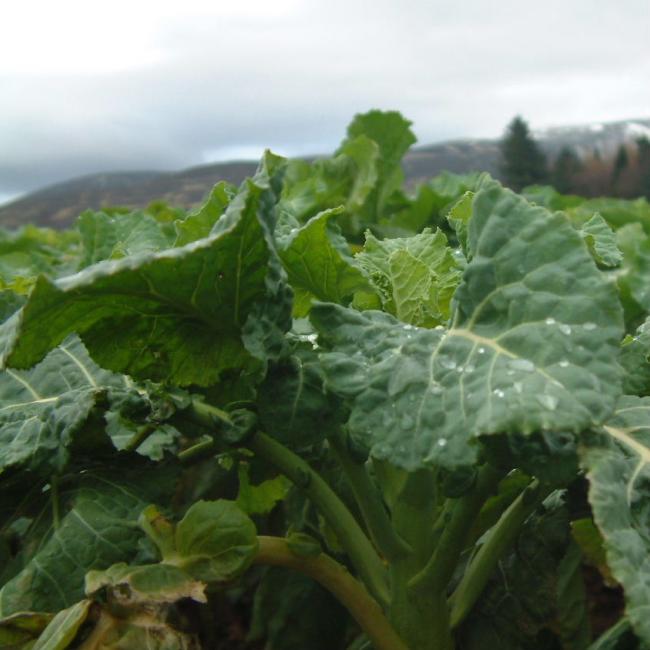 Kestrel Kale