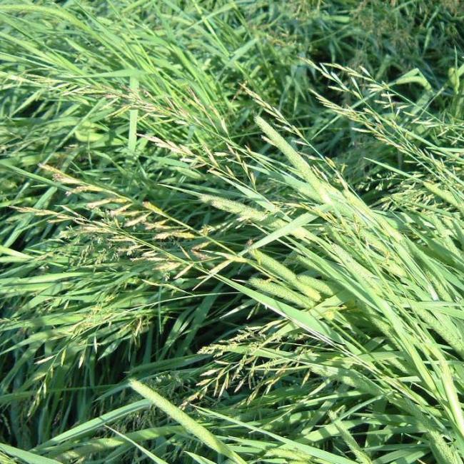 Meadow Hay Equine Grass Mixture