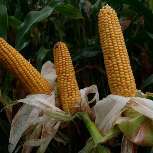 P7326 Maize Variety from Field Options