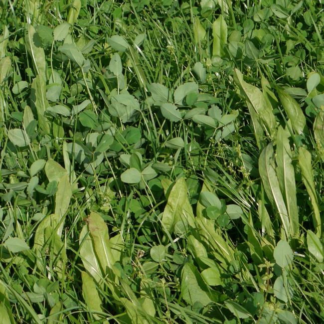 Ultra-Lamb Herbal grass seed mix