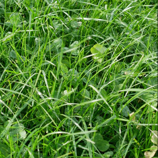 Hybrid 3x3 Grass Mix 10.19