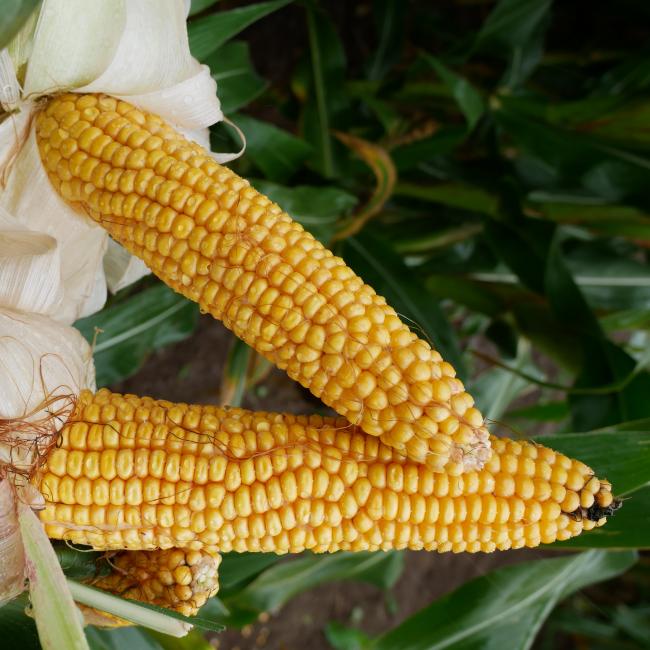 P7034 Maize From Field Options