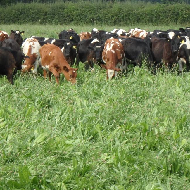 Cattle grazing Preference Herbal grass mix