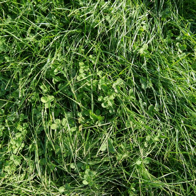 Preference grass mix