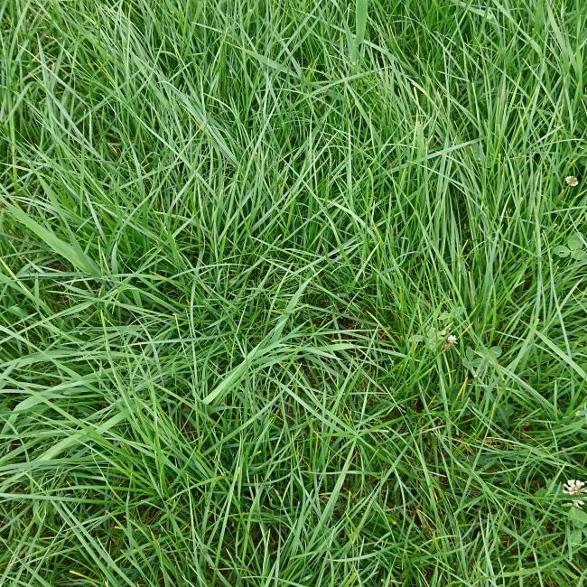 Preference LT Grass mix available without Clover