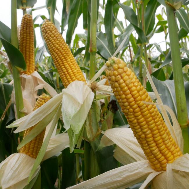 Prospect Maize Cobs