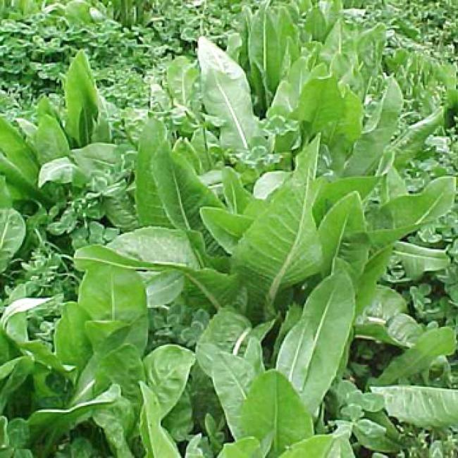 Puna II Grazing Chicory