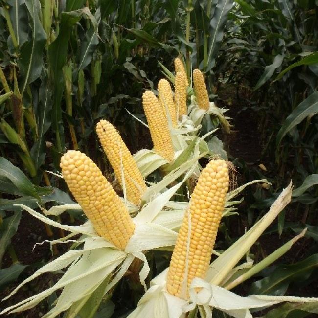 Rodriguez Maize Variety from Field Options Ltd