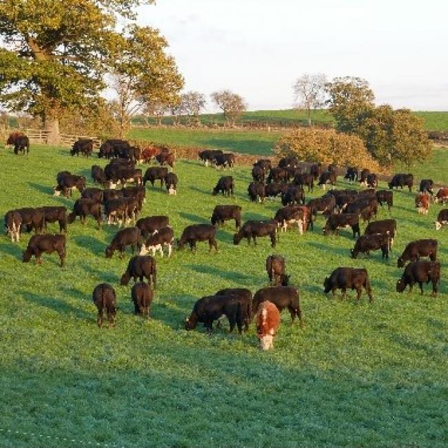 SW7 and SW14 Stewardship Arable Reversion Mixture