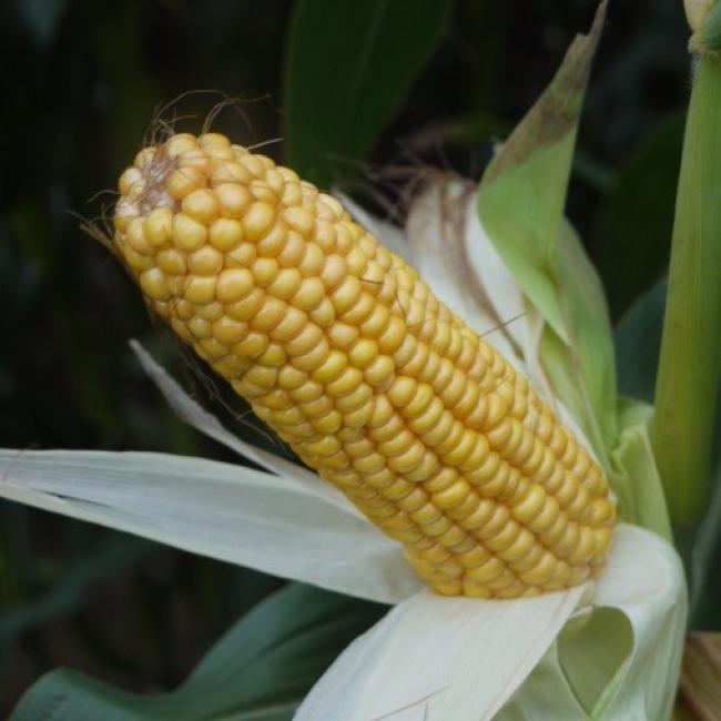 Sergio Maize Variety from Field Options Ltd