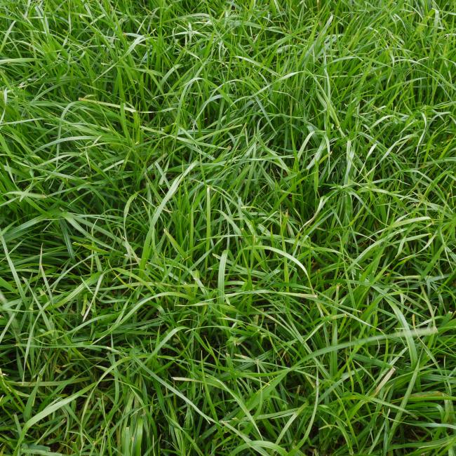 Spitfire Grass Mixture