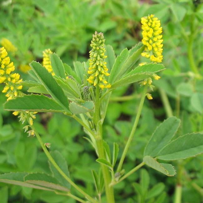 sweet clover