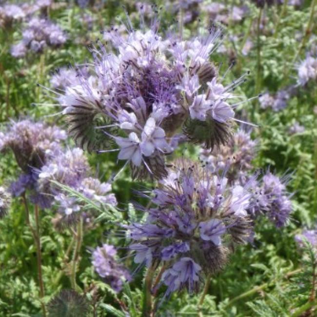 phacelia