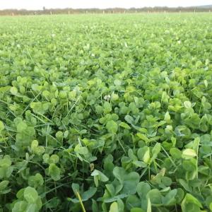 Green Manure 