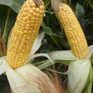 Augustus Maize Variety from Field Options