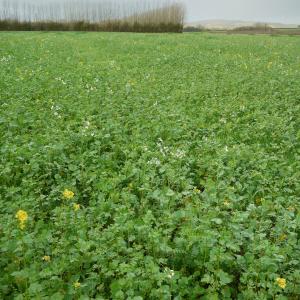 Green Manure Soil Buster