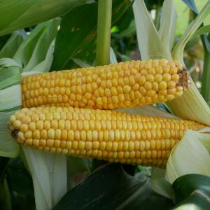 2 x Resolvo Maize Cobs