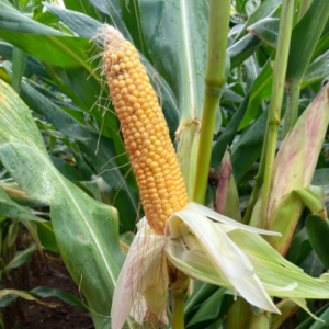 DKC2684 Maize Variety from Field Options