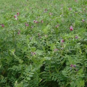 Common Vetch