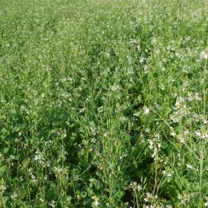 Mega-Root Fodder Radish Mix