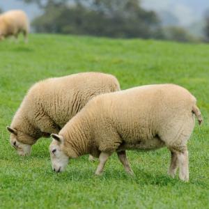Sheep grazing Ultra-Lamb