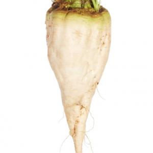 Gahan Fodder Beet