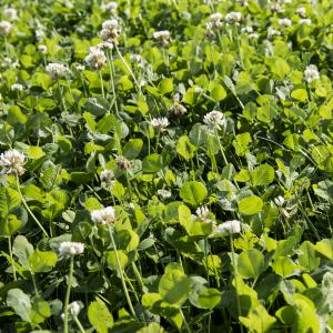 Clover Boost White Clover mixture