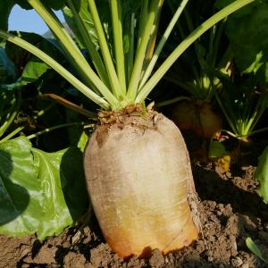 Geronimo Fodder Beet